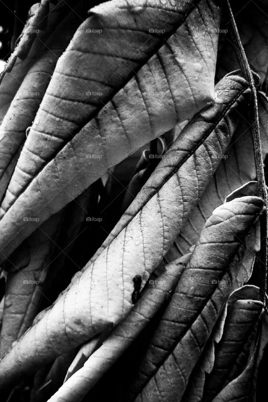 Sumac leaves