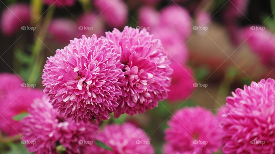 Chrysanthemun flower