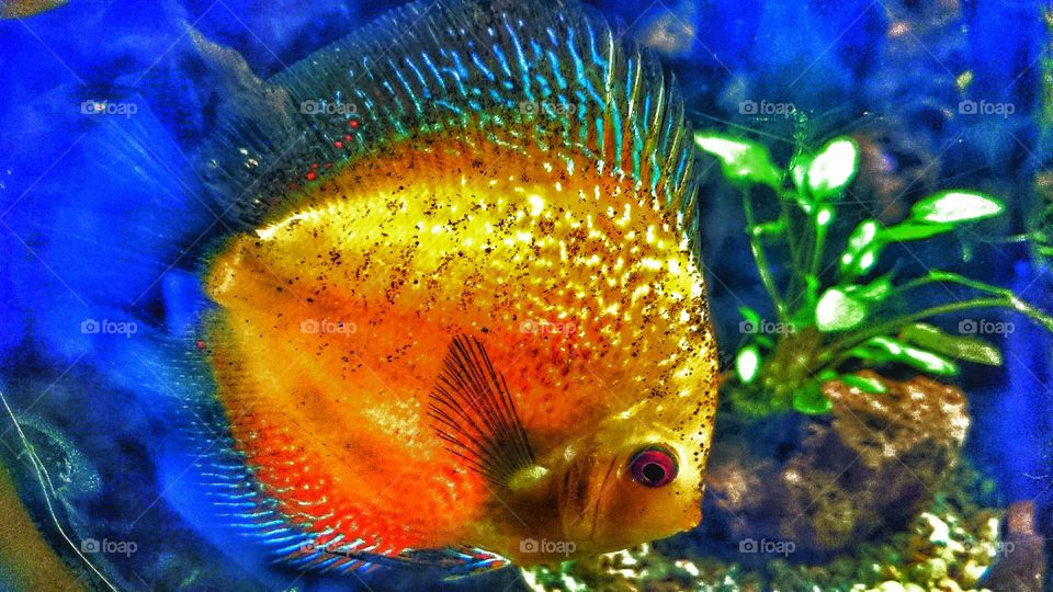 gold fish . tropical fish
