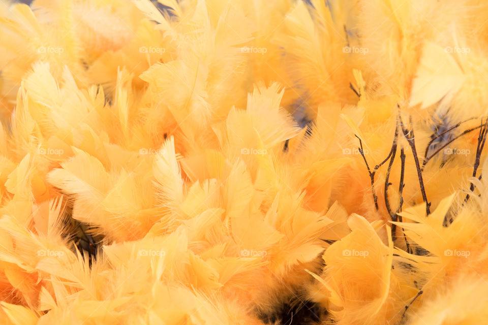 Yellow Easter feathers