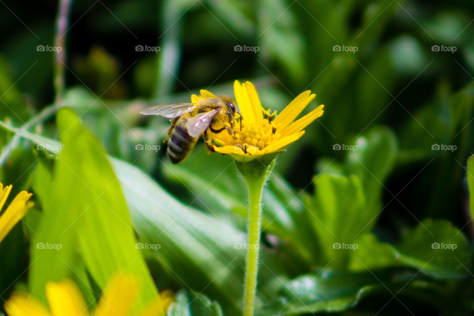 pollinating bee