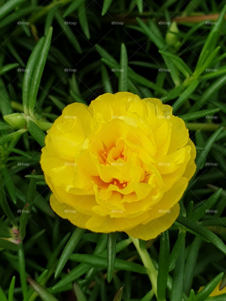 my beautiful Portulaca grandiflora