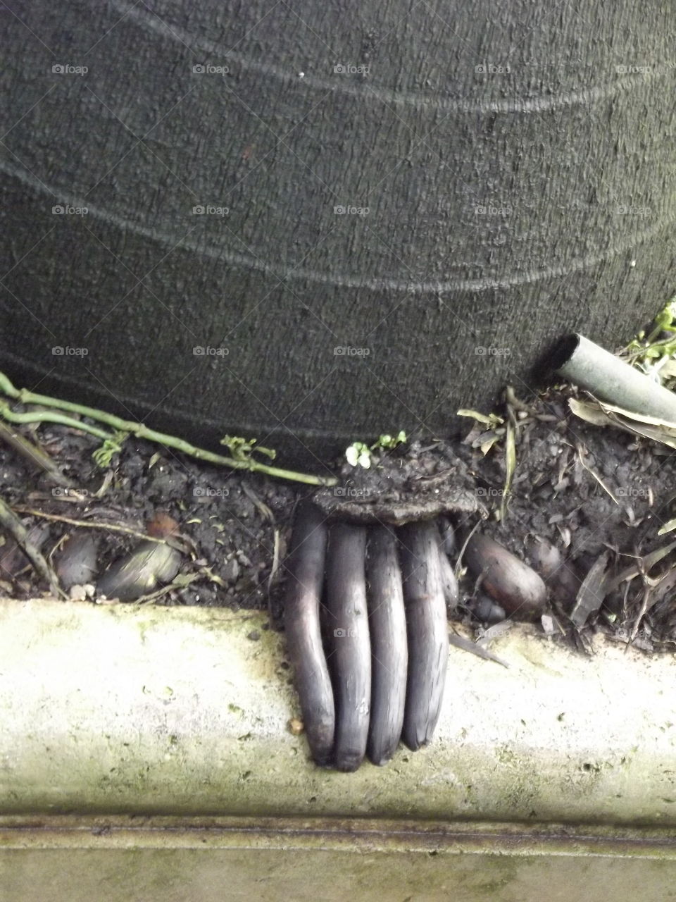 Tree Roots Looking Like A Hand