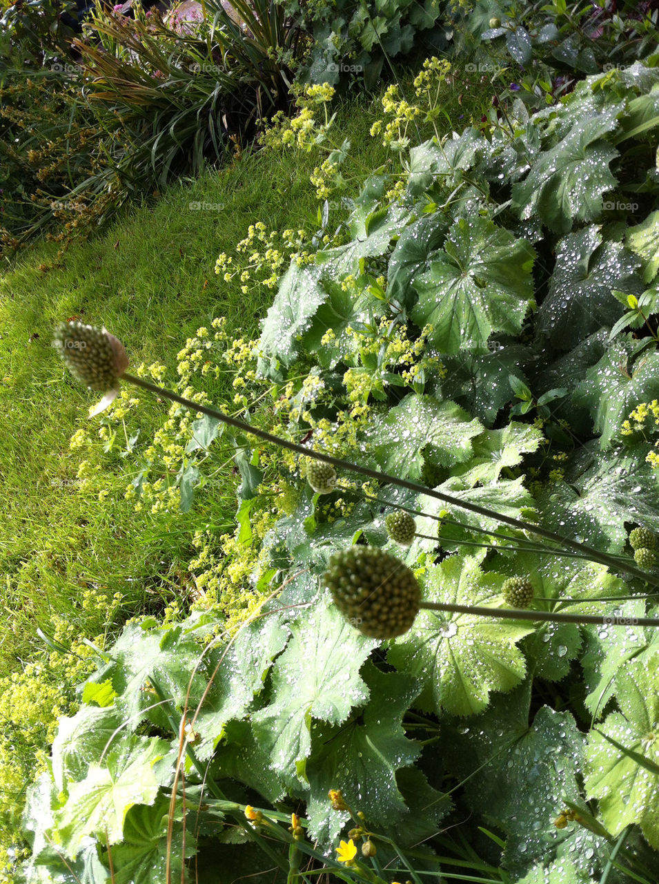 green garden rain drops by chris7ben