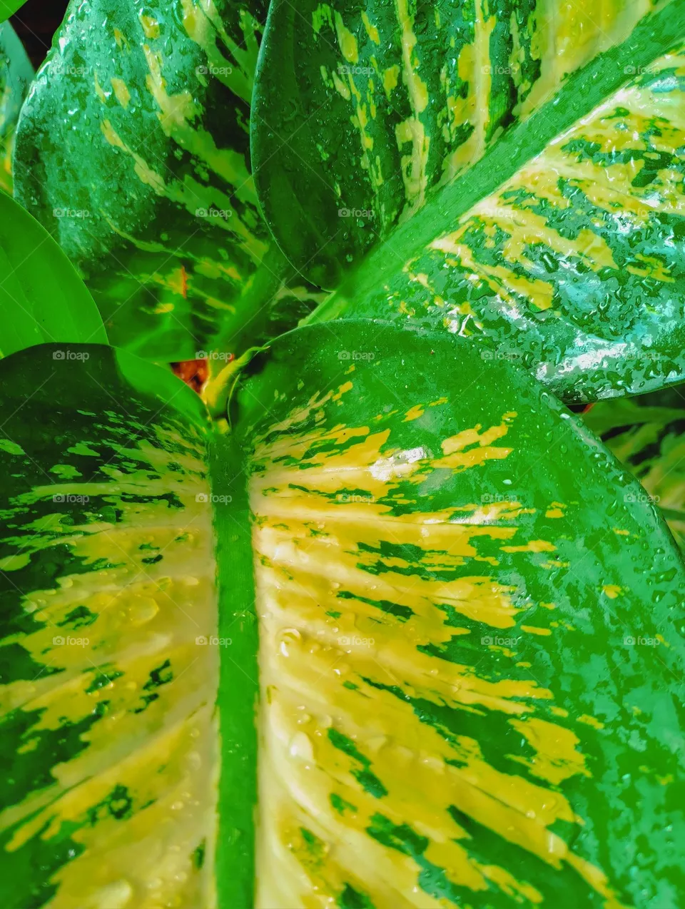 hojas verdes