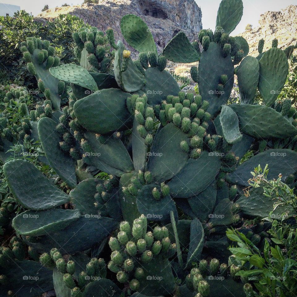 Prickly pear cactus...

