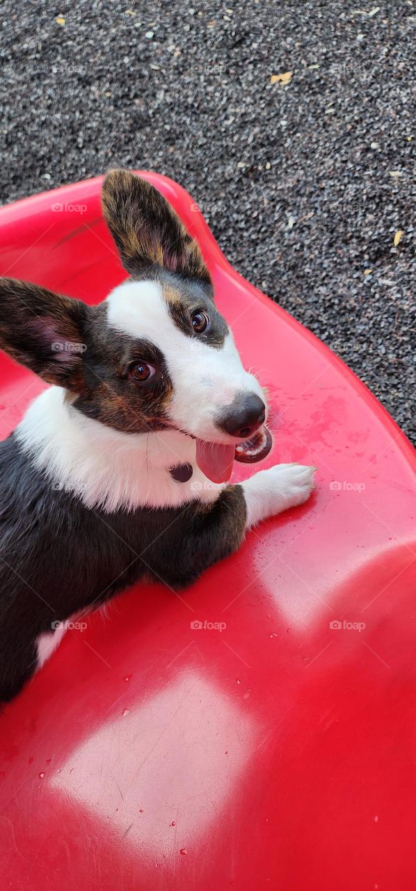 Dog on Slide