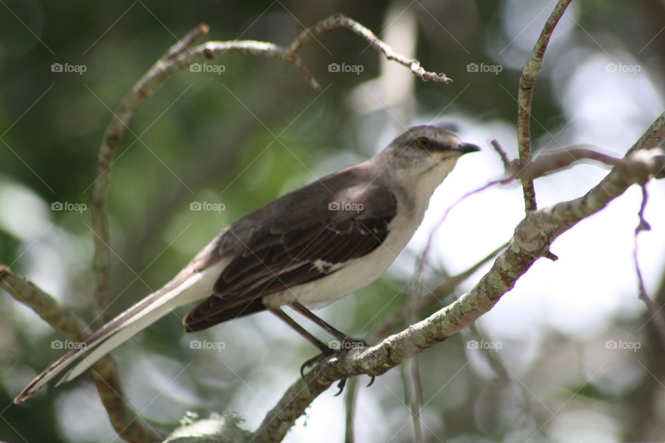 Perching bird on bare tree