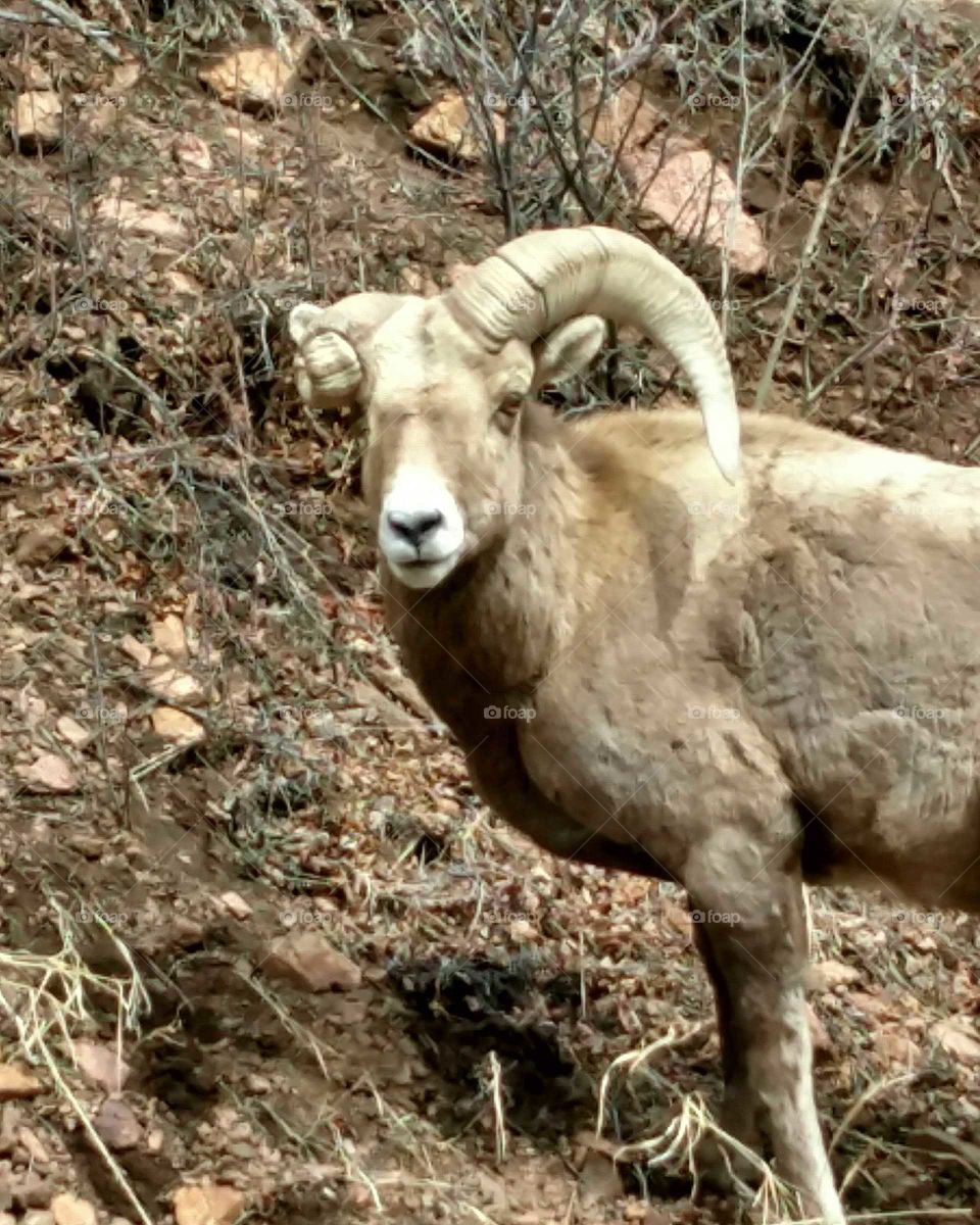 bighorn sheep