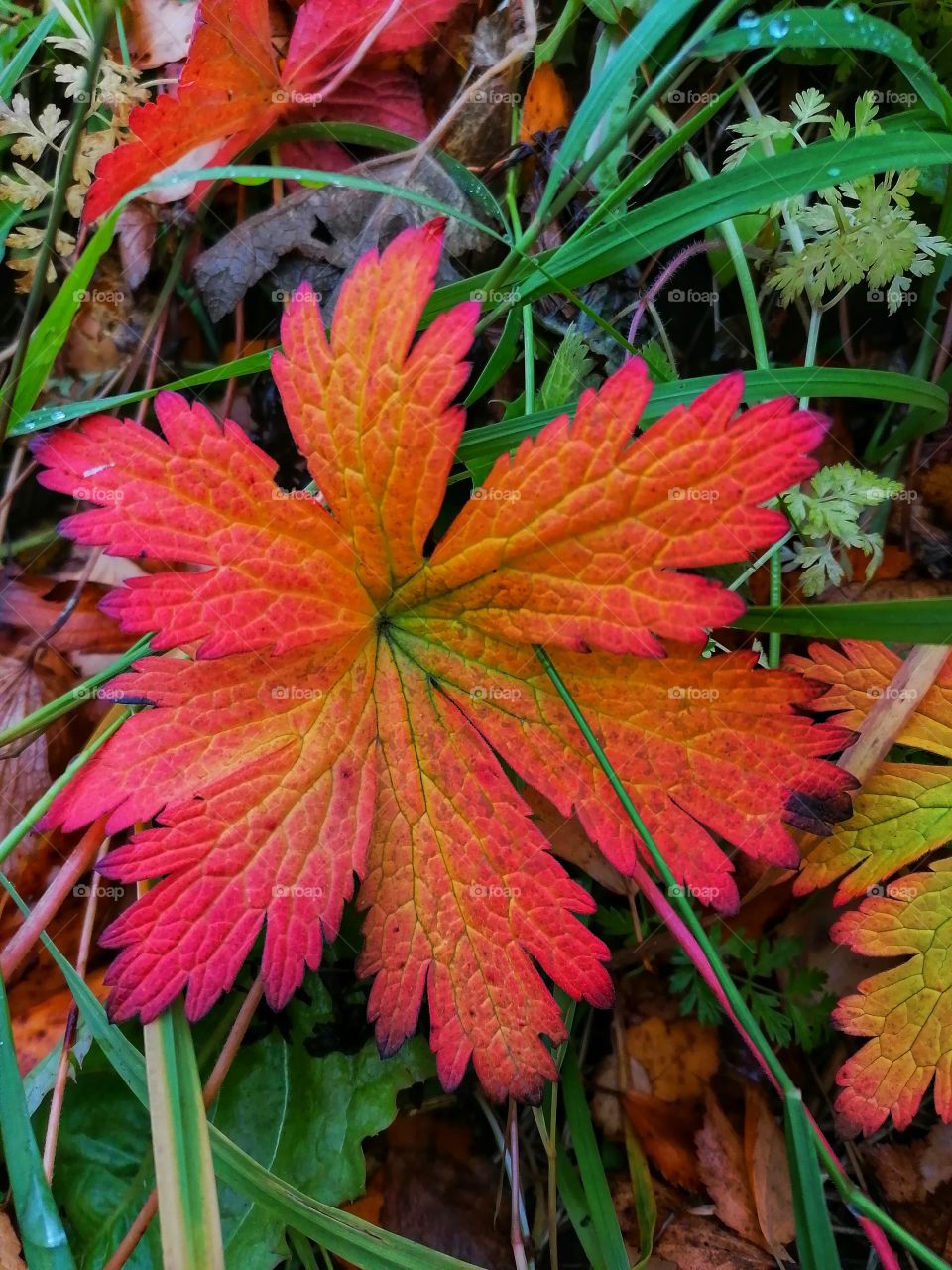 Looking at the ground! Now there are stunning colors in the autumn landscape!