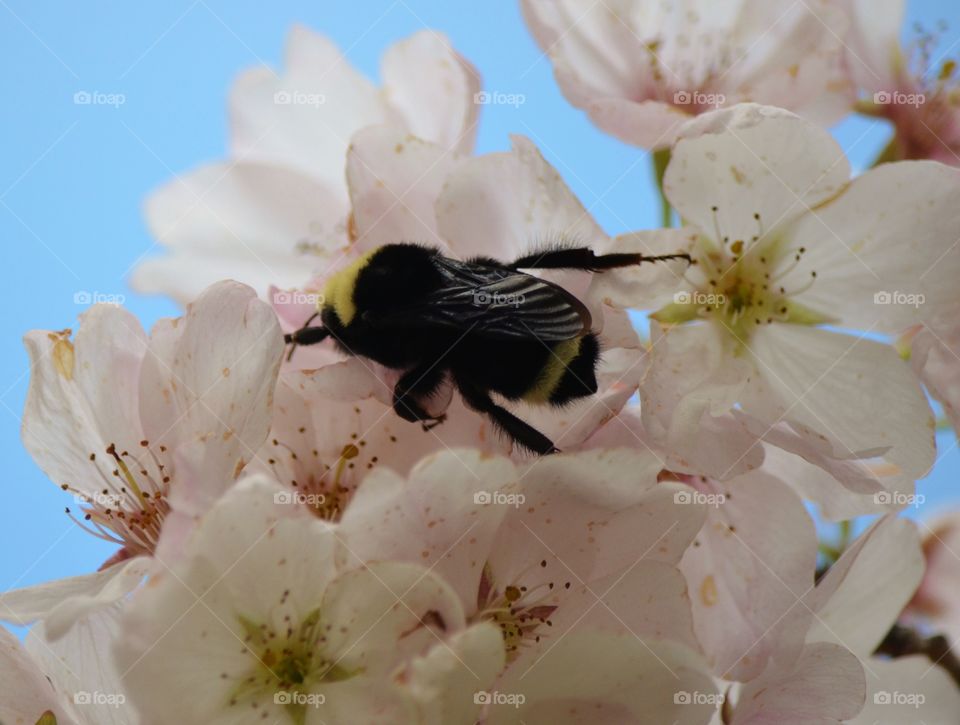 Spring Bumblebee 