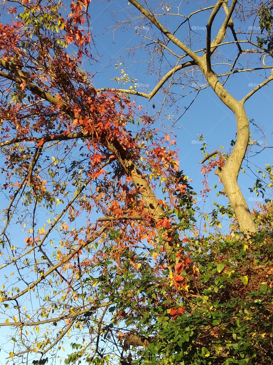 red leaves in autumn