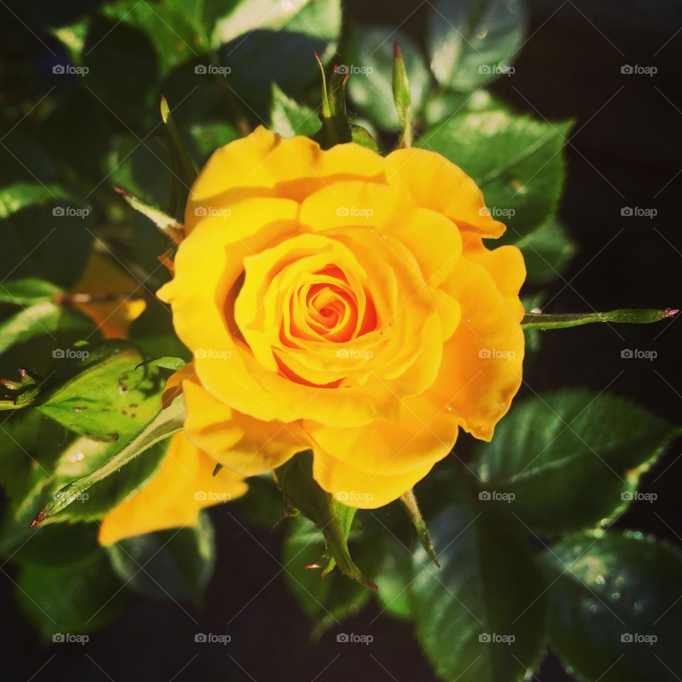 Yellow Rose 