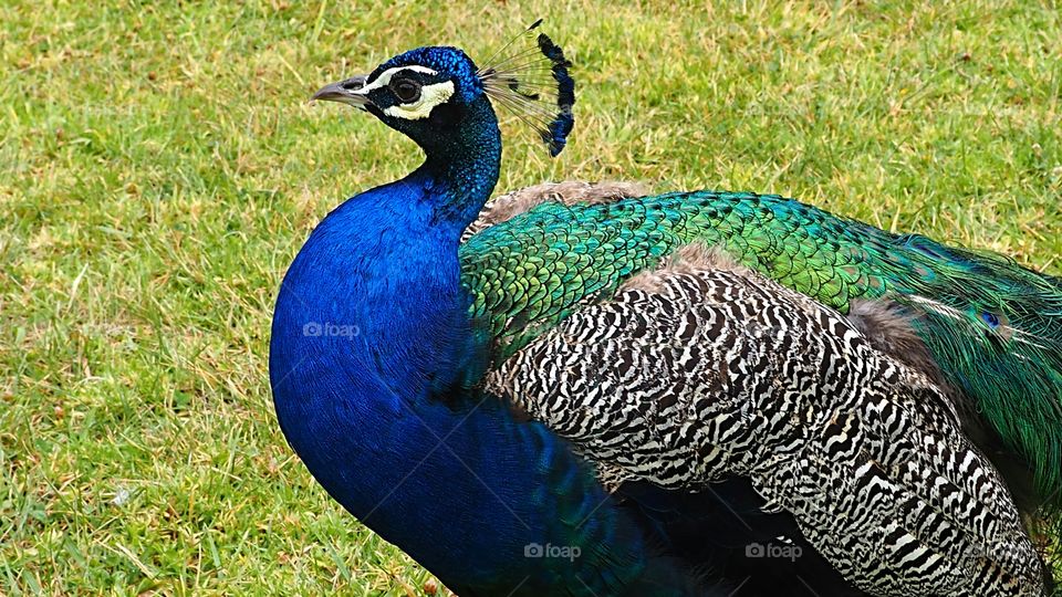 Peacock