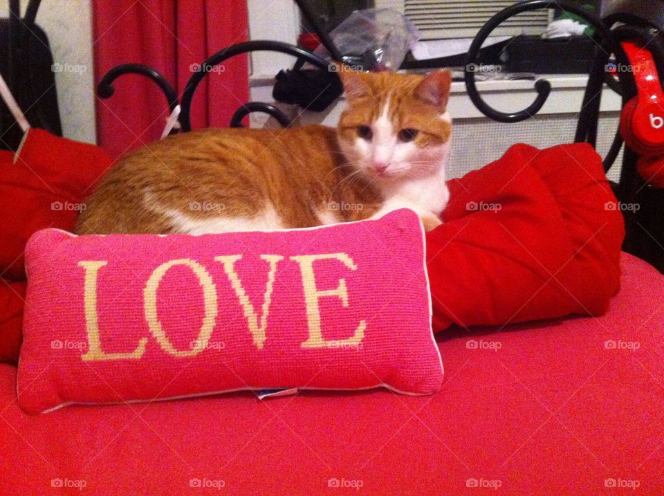Cat love on Valentine's Day 