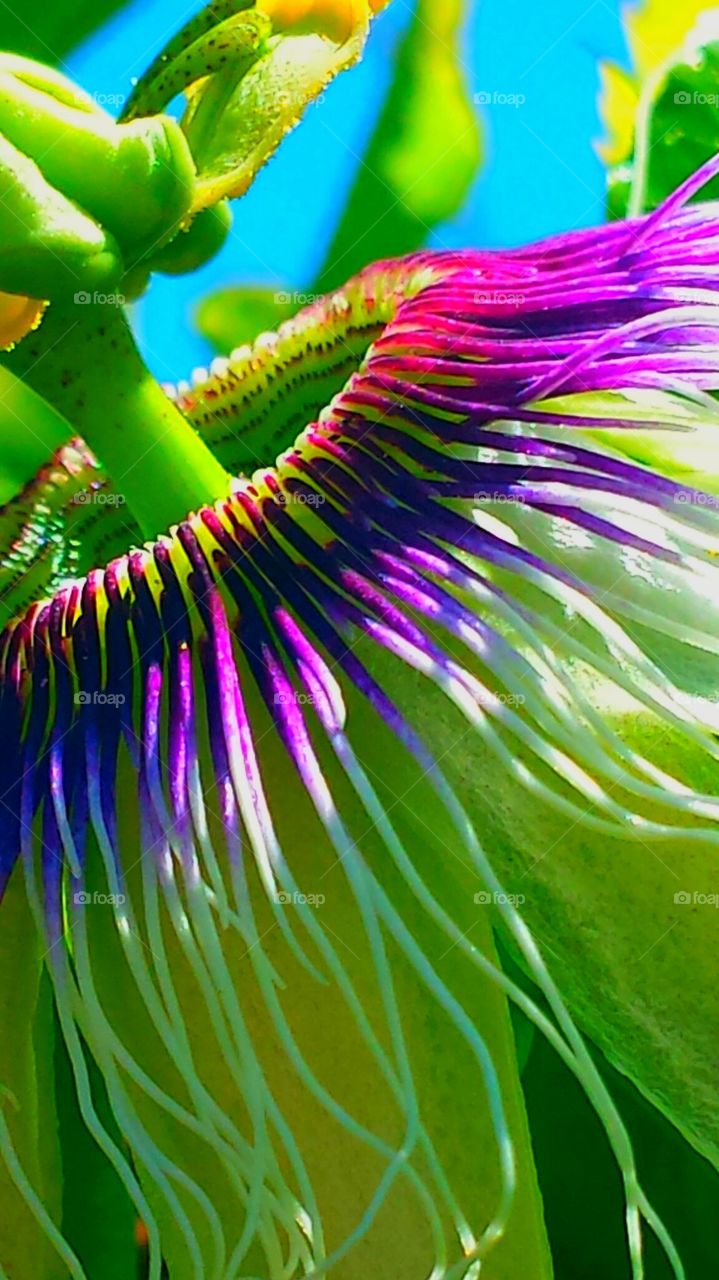"Colorful Passion Flower"