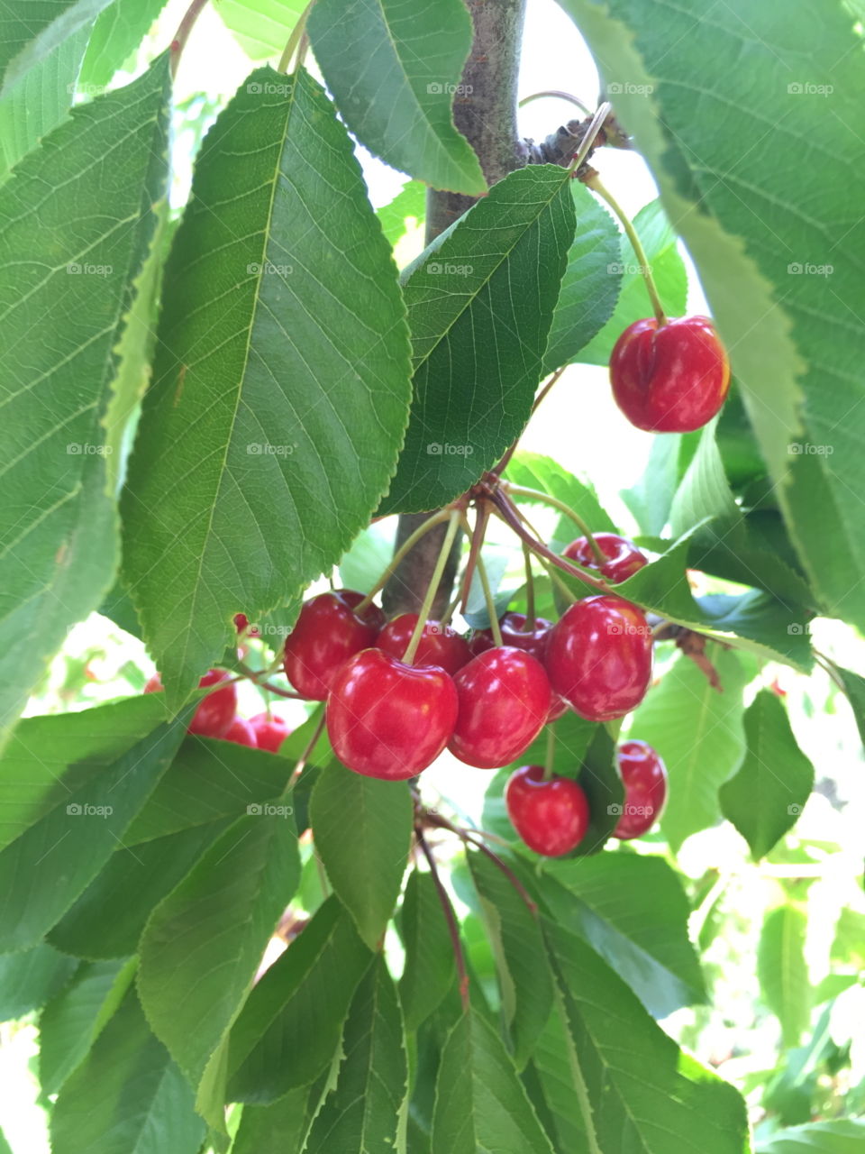 Cherry tree 