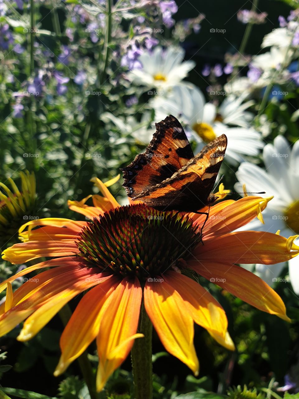 A butterfly on a gardenflower