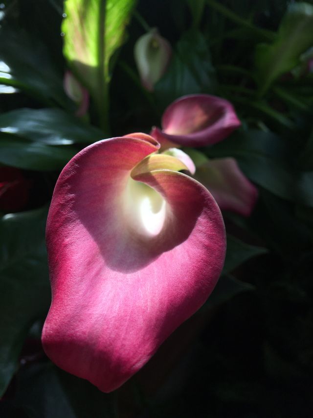 Callas 