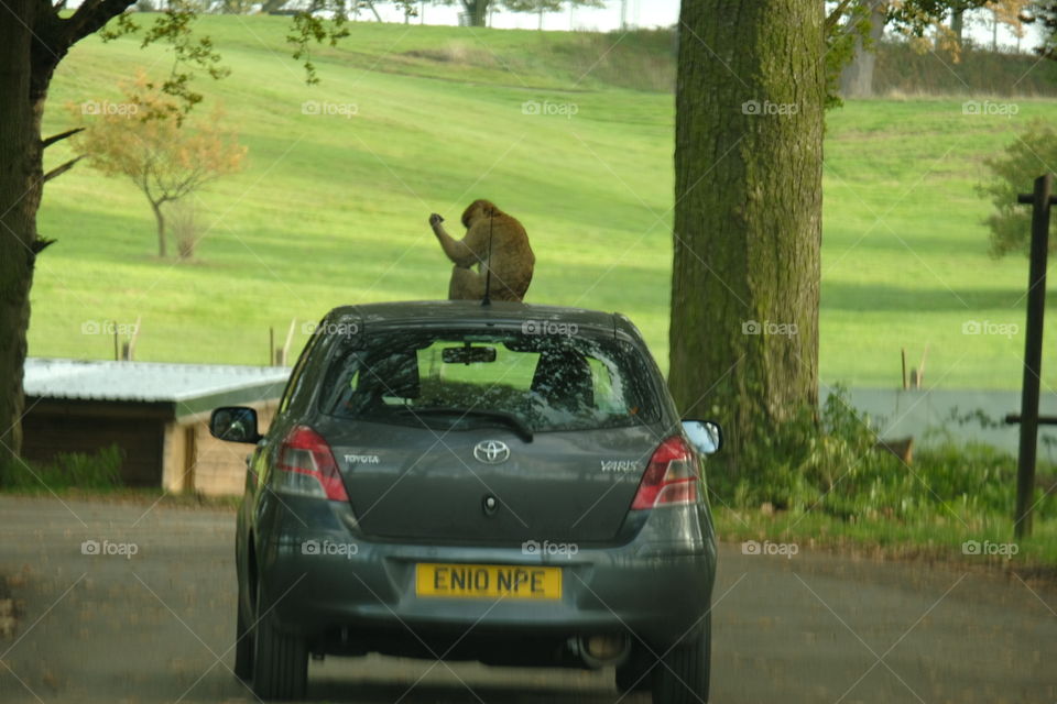 Monkey on car at British safari park 