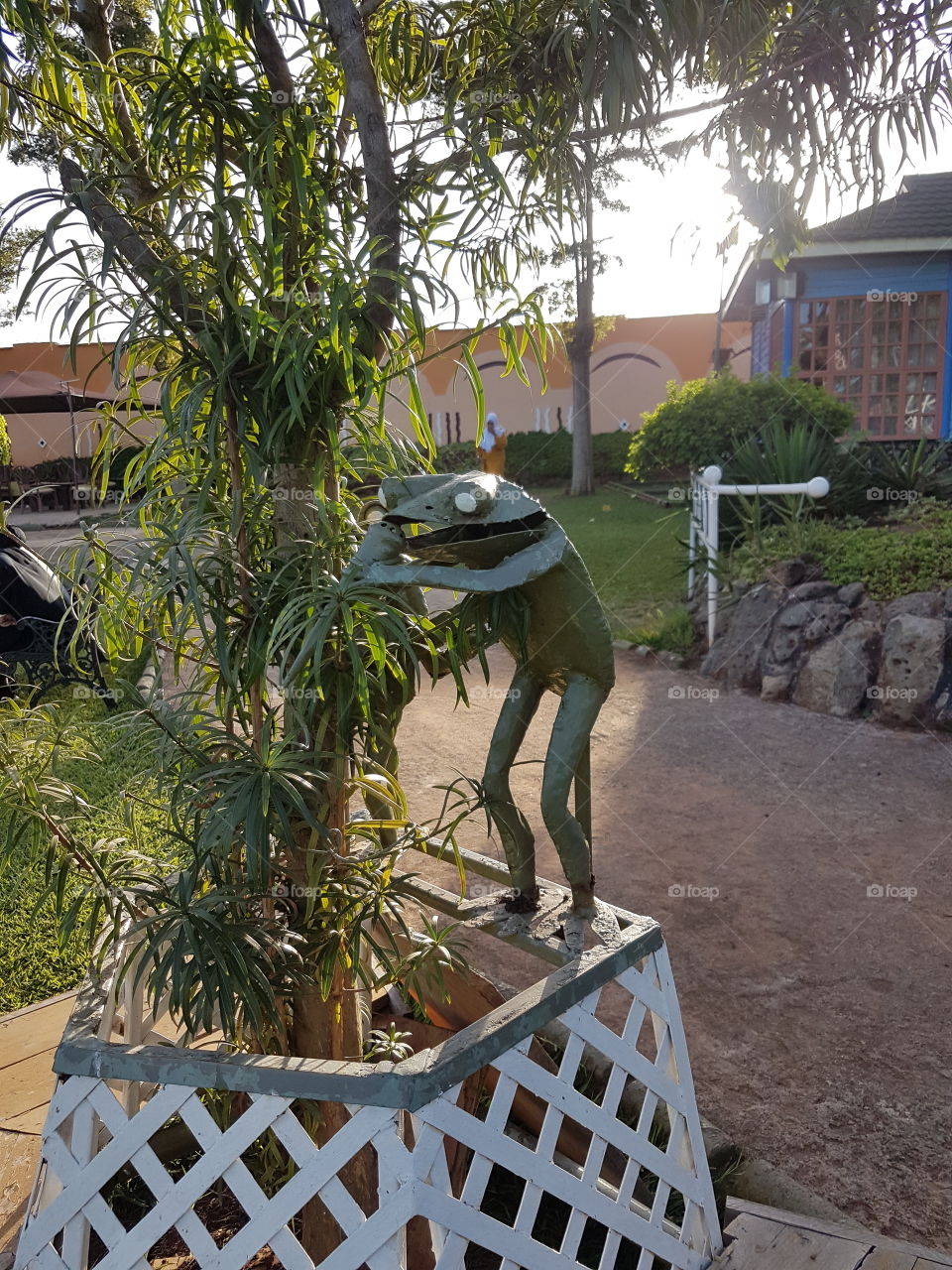 A frog on one of the flowers