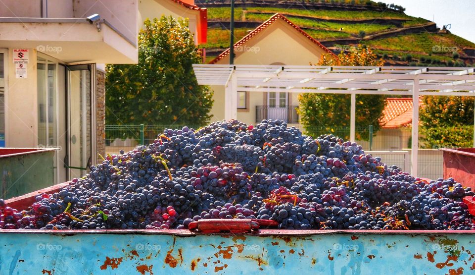 Pinhao Portugal Harvest Time