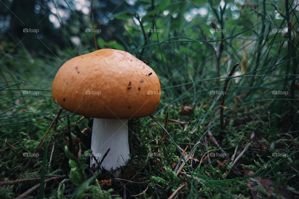 Single mushroom