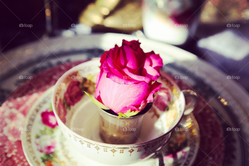 Rose. Rosebud in a coffee cup 