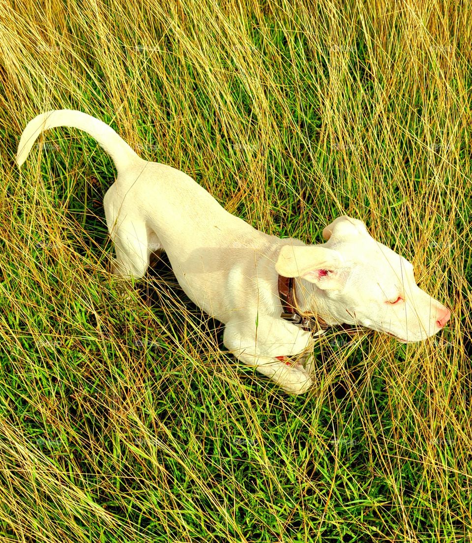 My best friend, Bear.