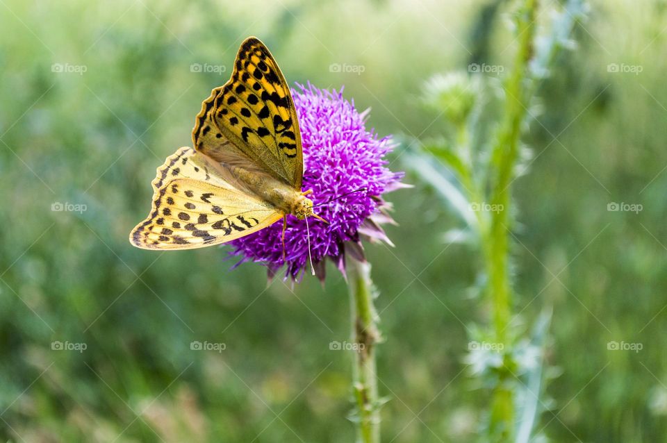 Mother of pearl large butterfly and thistle