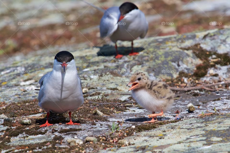 Close-up of seagull on rock