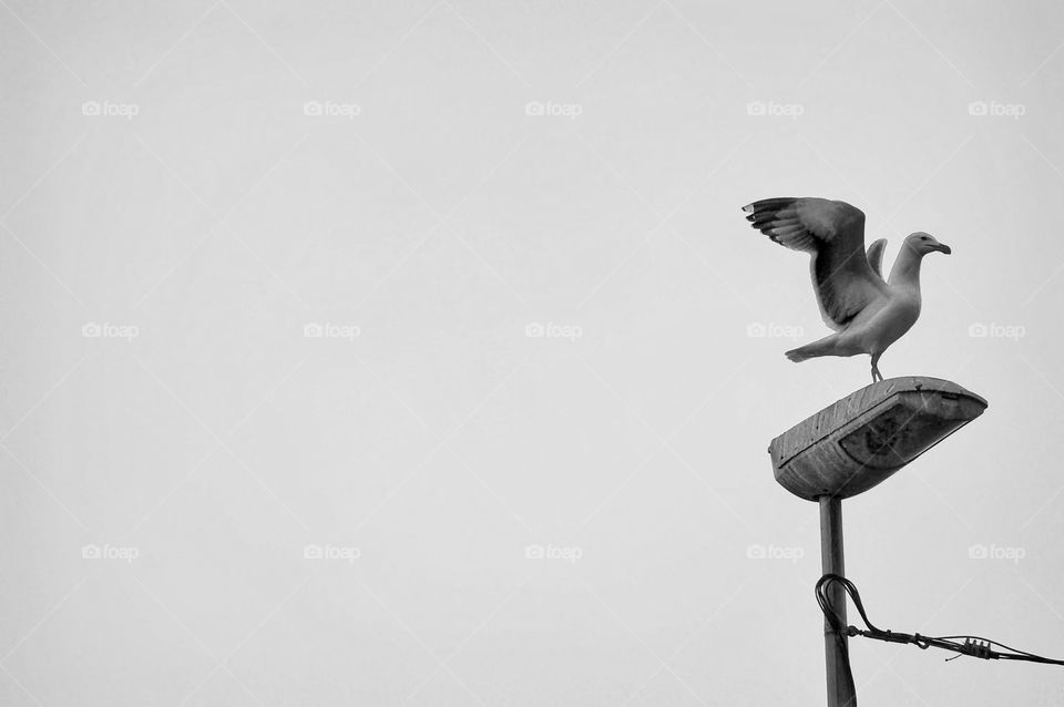 Photo of a bird in nature on black and white 