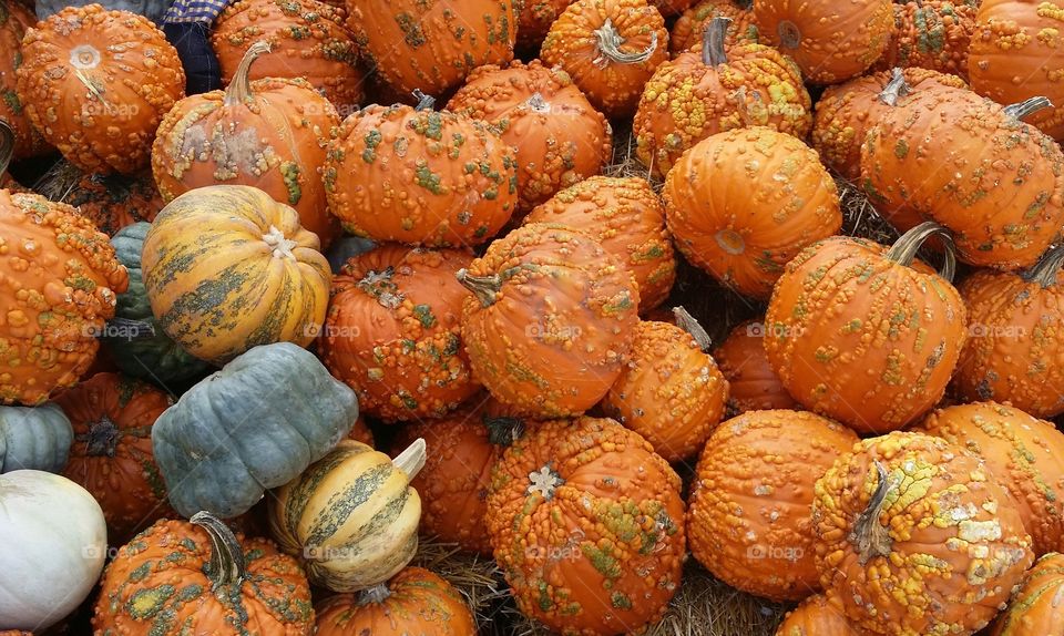 Great Pile of Pumpkins