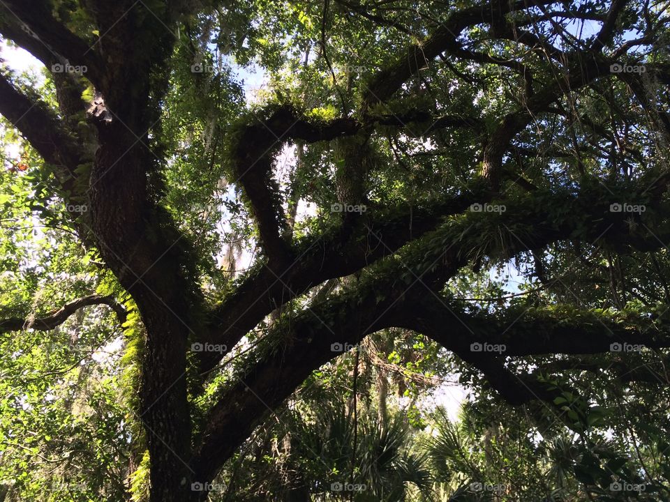 view of the twisted fractal like branches of an oak tree +fifty year old tree in the woods of the florida everglades