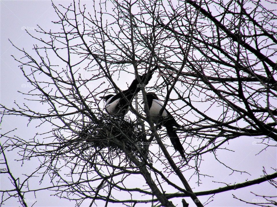 Two birds and a nest