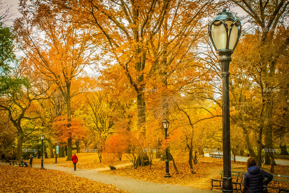 Central Park. Fall in New York