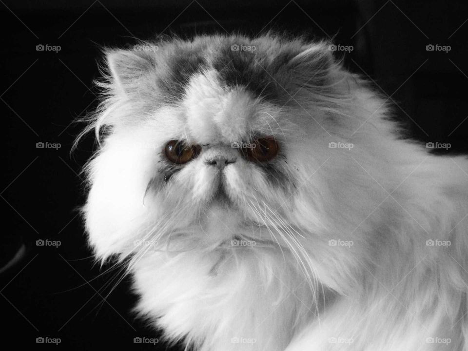 Persian cat
