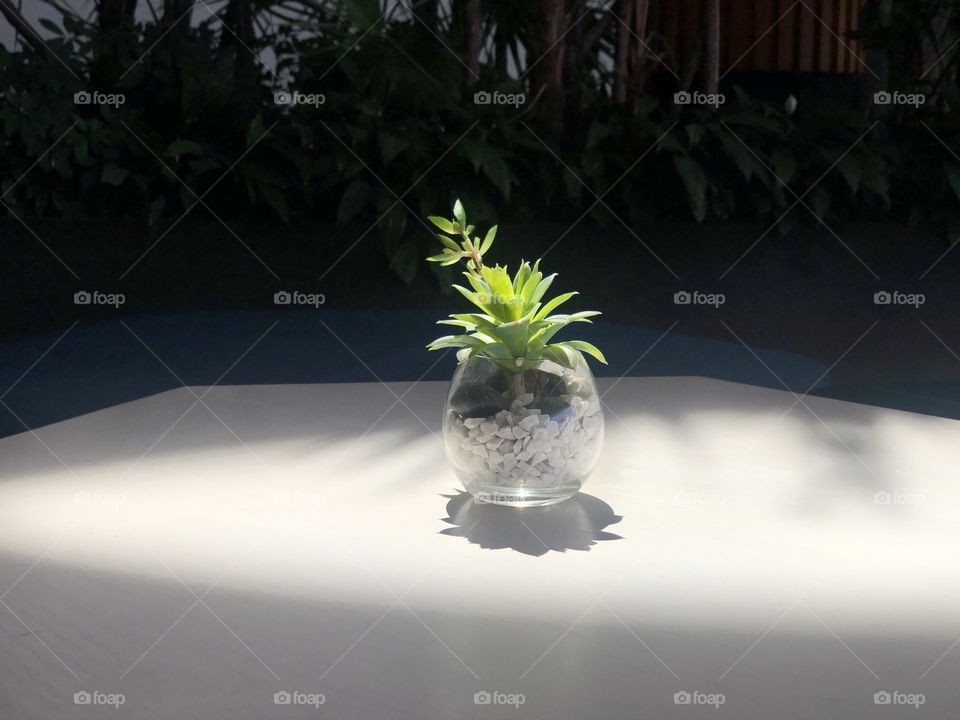 Plant in the sunlight 