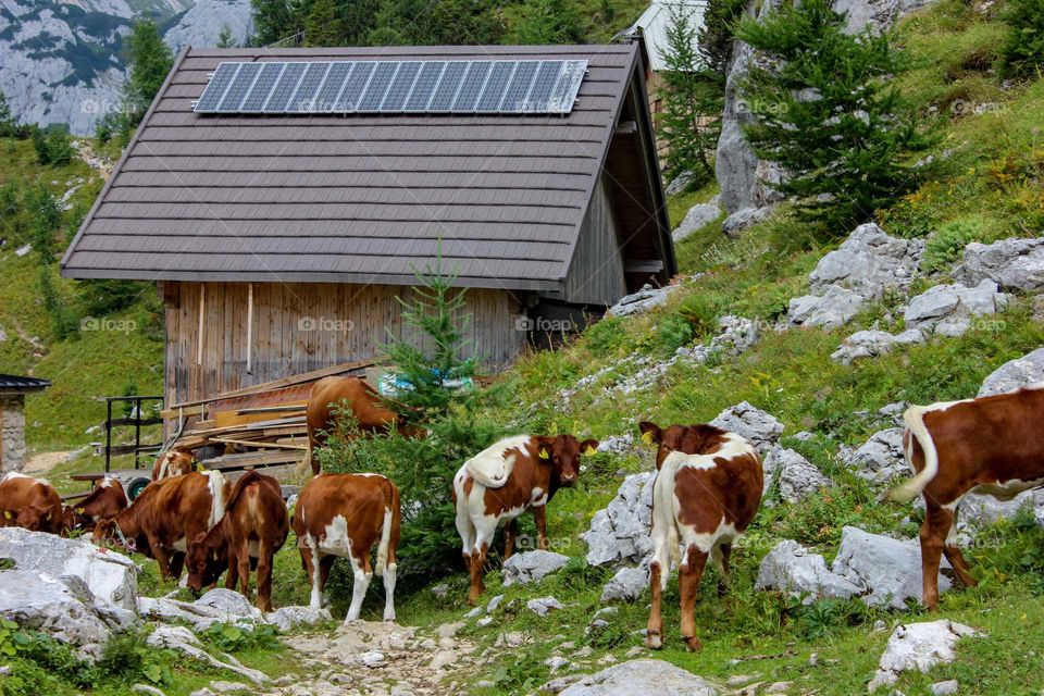 Countryside. Cows graze in the mountains.