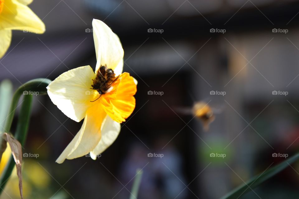 Bees and flowers