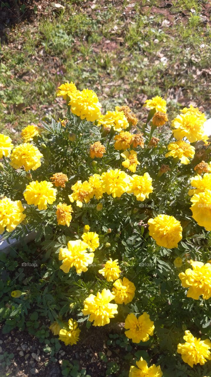 rape blossoms