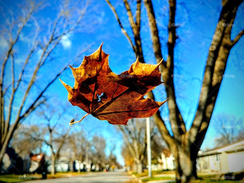 When a single leaf presents itself in all the beauty of it's death, it requires to be commemorated in a photo. 