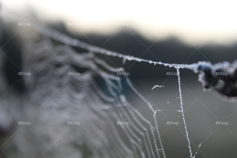 Forest poland light nature warmia mazury macro macrophotography dawn dusk sunlight frost flowers spiders web