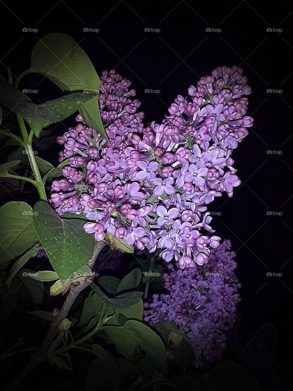 Lilac flower at night