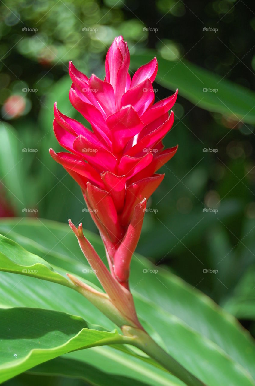 Red Ginger Flower