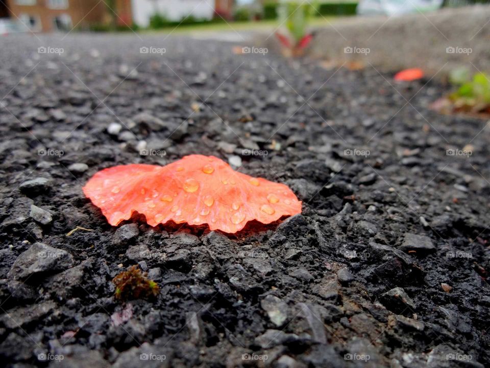 petal with dew