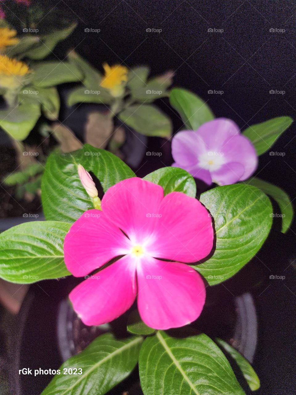 Vinca in Its Element