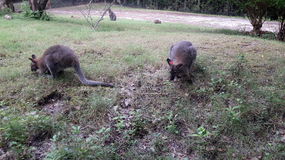 Kangaroos Grazing at the Zoo