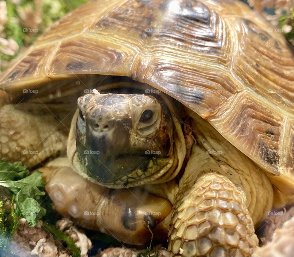 Tortoise closeup 