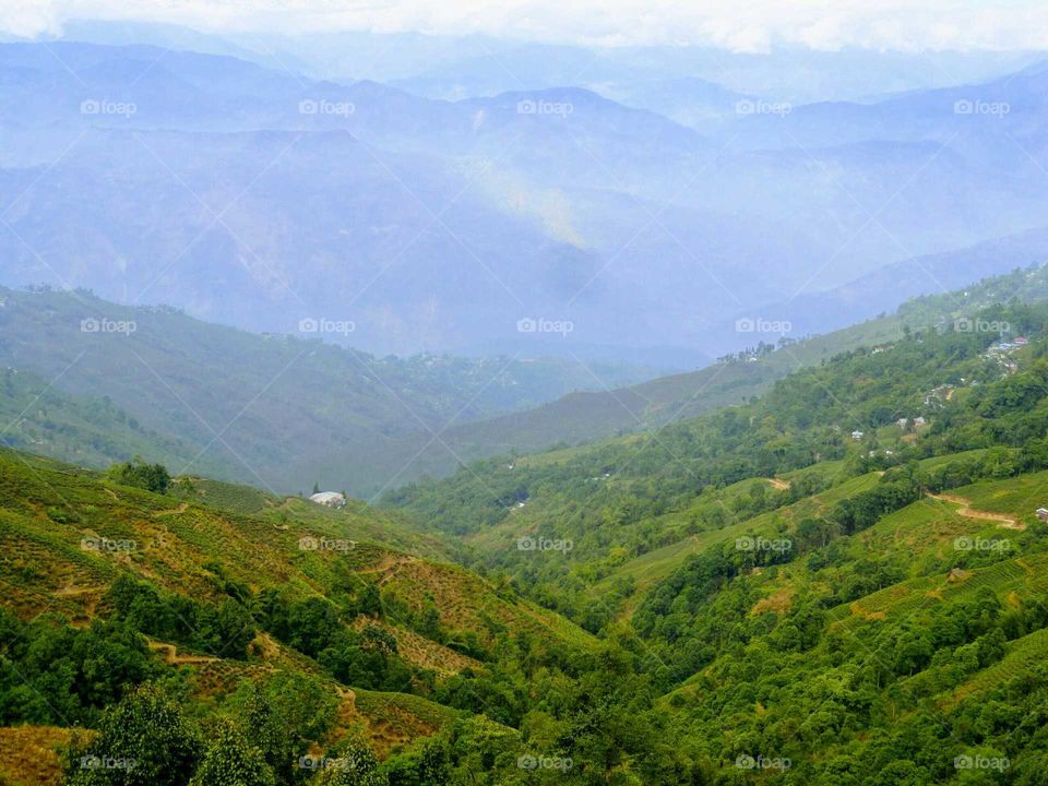 Tea garden in Darjeeling on slope of mountain. Beautiful green valley